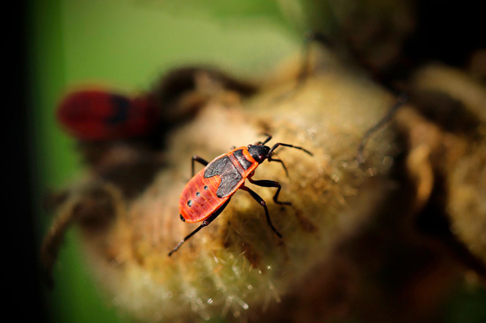 Close-up of a boxelder bug