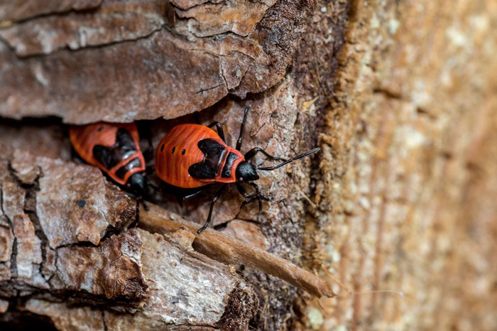 Close-up of two boxelder bugs