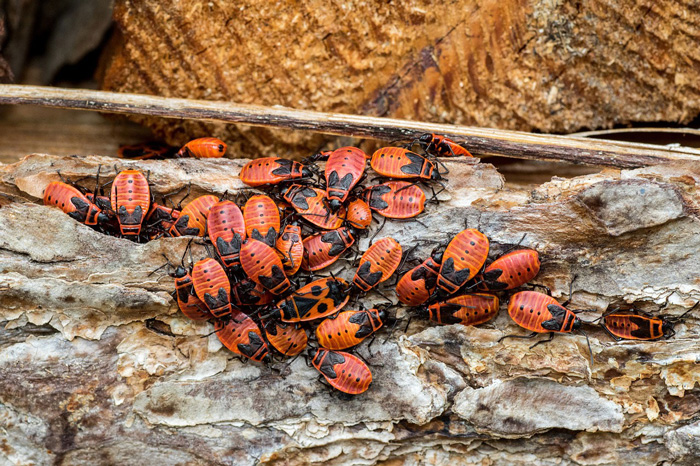 Close-up of a swarm of boxelder bugs