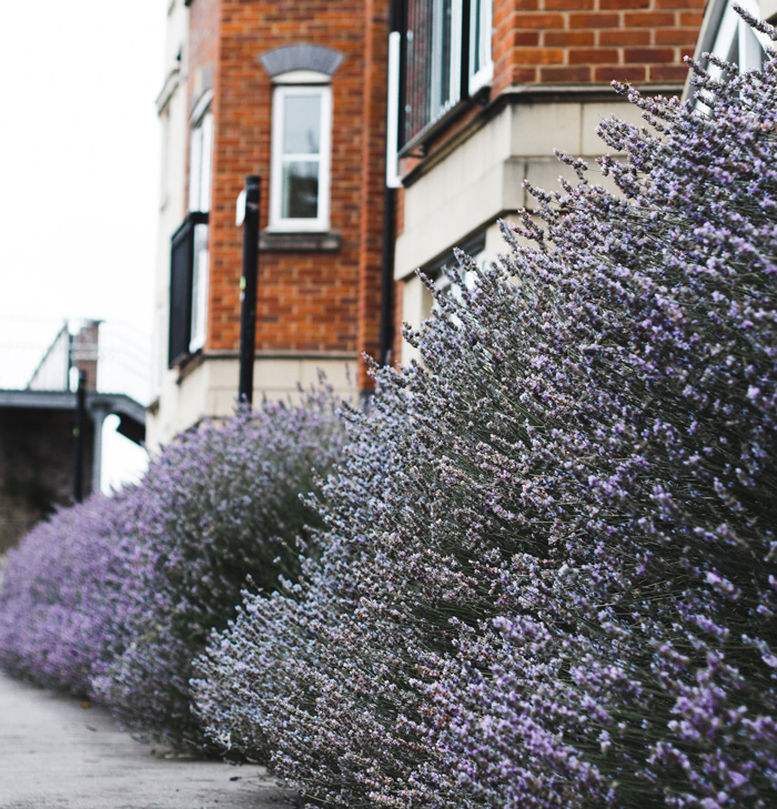 Lavender bushes lining a sidewalk