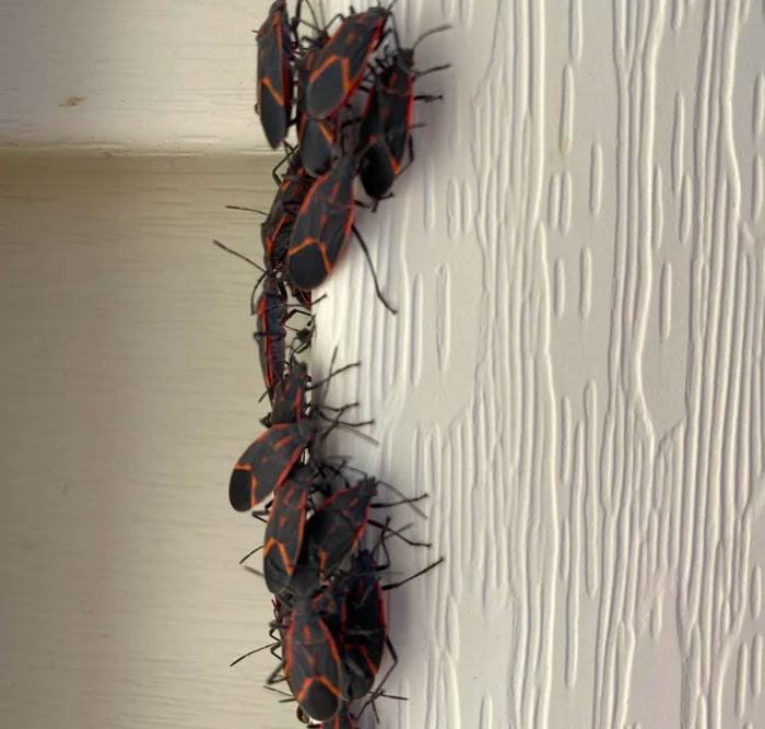 Many boxelder bugs on the wall