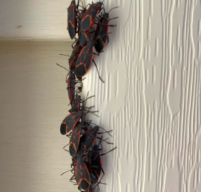 Many boxelder bugs on the wall Many boxelder bugs on the wall