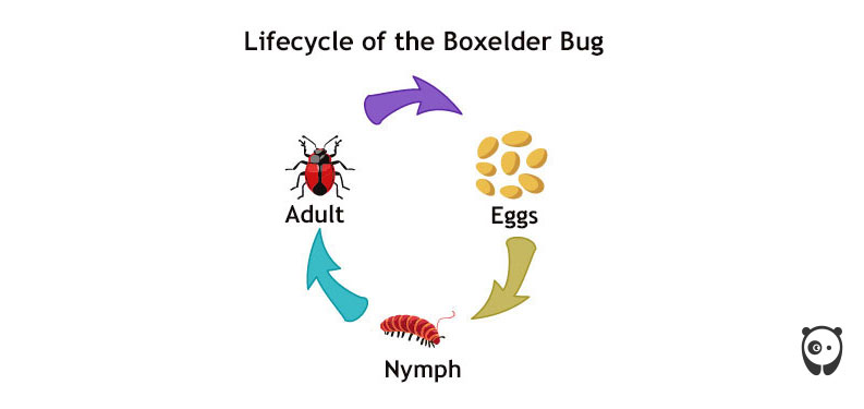 illustration of the boxelder bug