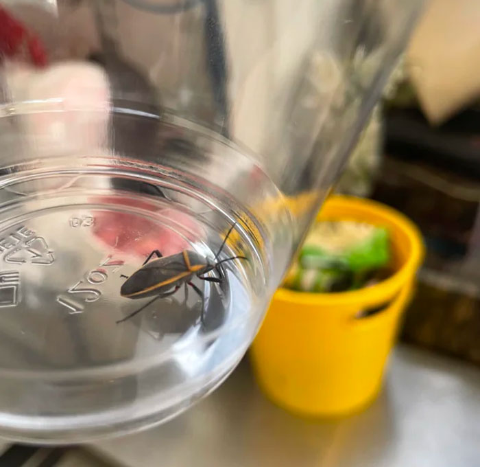 A boxelder bug in a jar