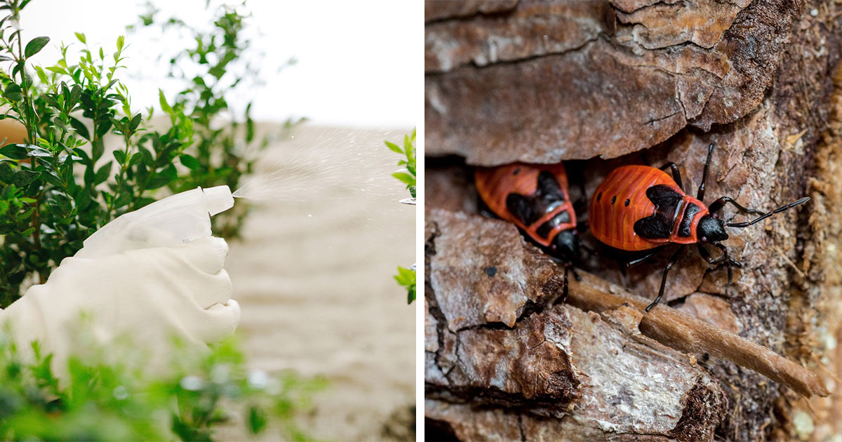 How To Get Rid Of Boxelder Bugs (10 Ways That Work) Bored Panda