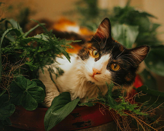 Close-up of a Cat Near Plants