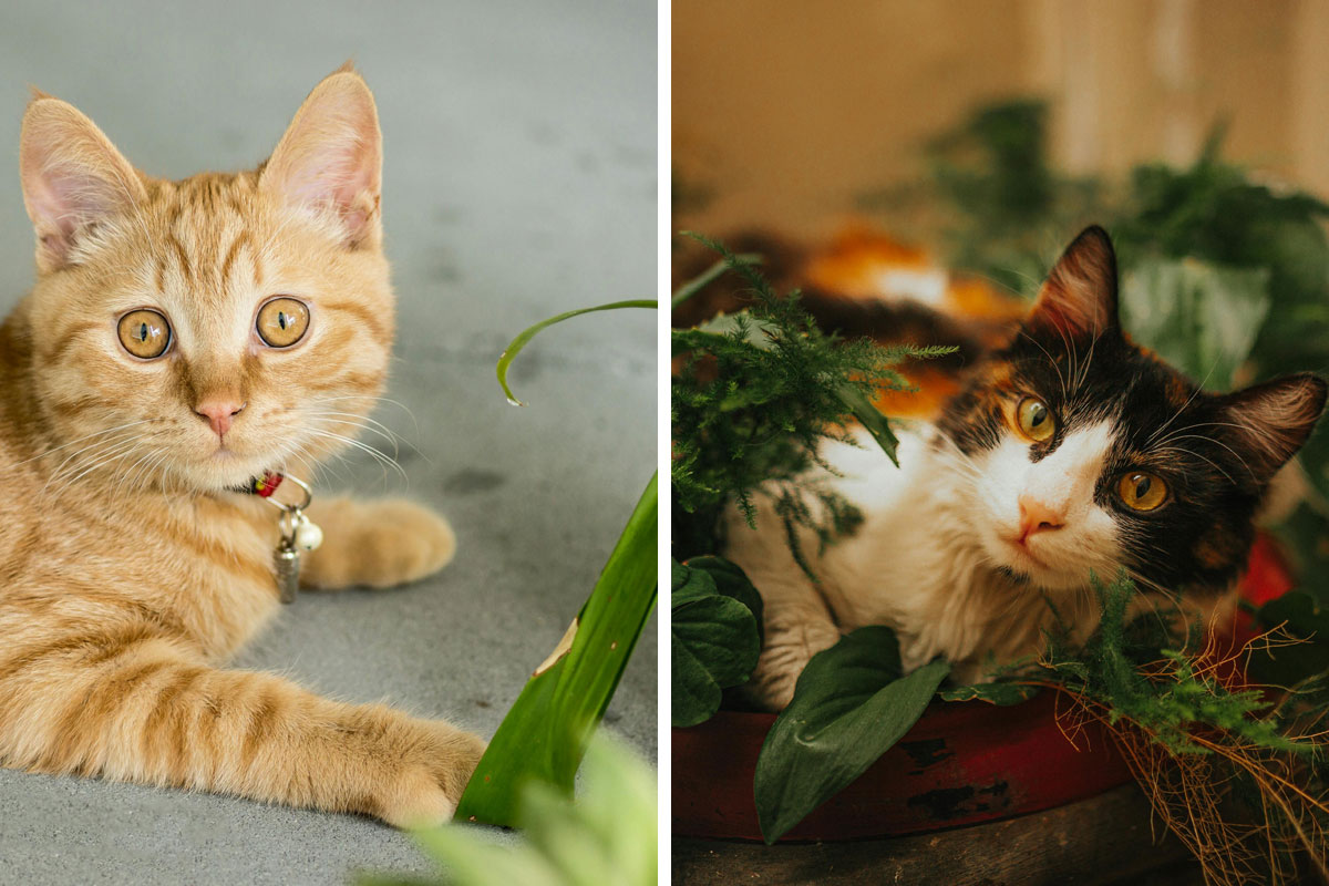 How to Keep Cats Away from Plants? 10 Proven Tips Bored Panda