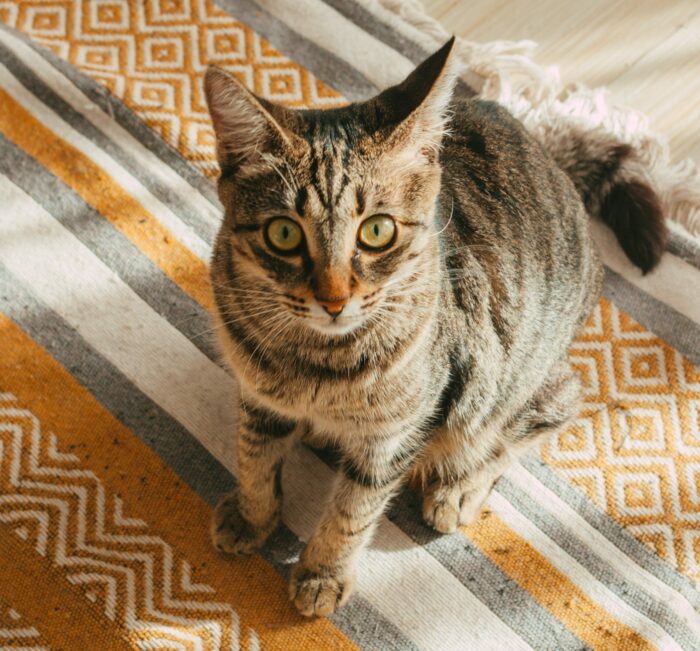 A tabby cat sitting on a patterned carpet, highlighting cat behavior and training tips. A tabby cat sitting on a patterned carpet, highlighting cat behavior and training tips.