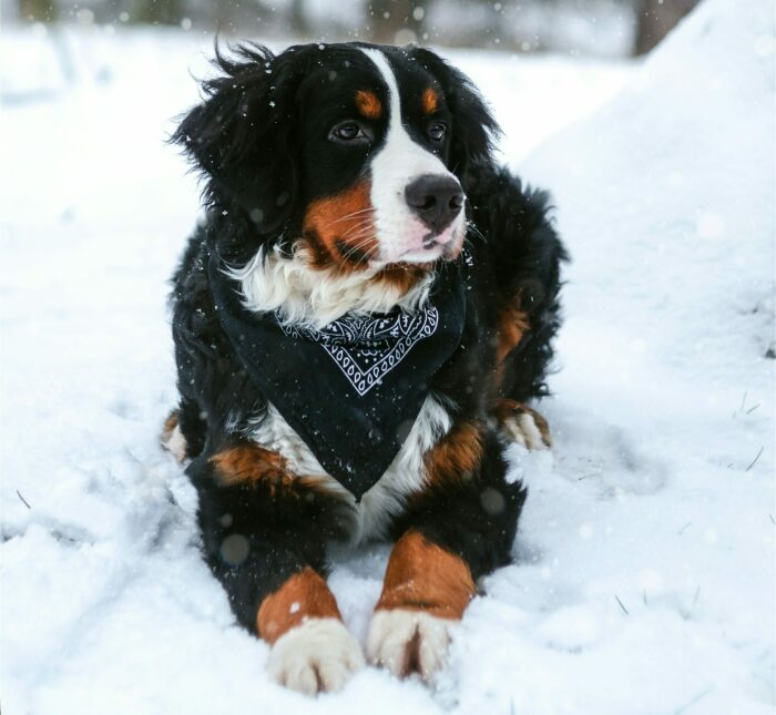 black tan and white dog resting on snow covered land