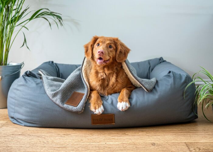 brown short coated dog in the dog bed