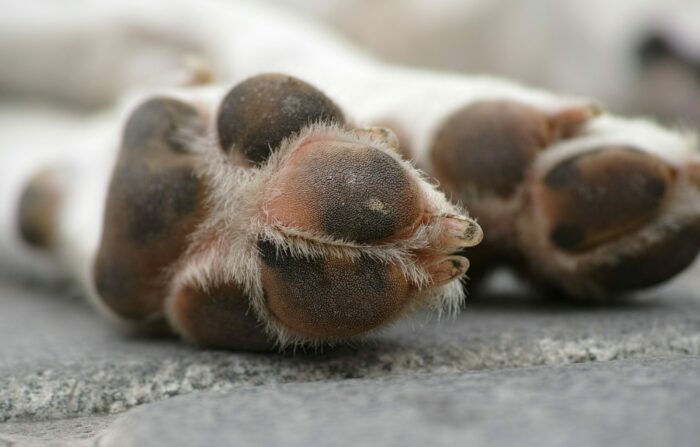 Close-up of a dog's paws on a stone surface, illustrating winter warmth care. Close-up of a dog's paws on a stone surface, illustrating winter warmth care.