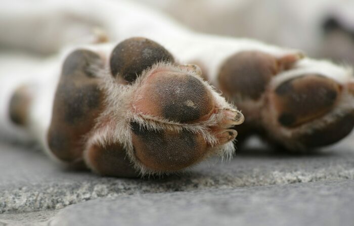 brown and white dog paw on gray concrete floor