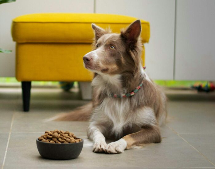 Dog indoors by a bowl of kibble, looking up, with a yellow couch in the background. Dog indoors by a bowl of kibble, looking up, with a yellow couch in the background.