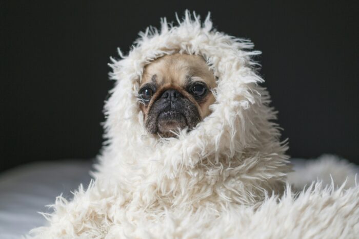 Dog wrapped in a fluffy white blanket, demonstrating how to keep your dog warm outside in winter. Dog wrapped in a fluffy white blanket, demonstrating how to keep your dog warm outside in winter.
