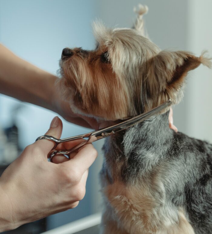 Dog getting a haircut, helping to keep it warm outside in winter. Dog getting a haircut, helping to keep it warm outside in winter.