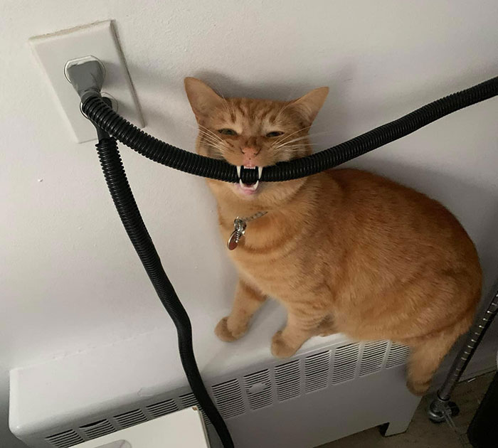 Orange cat trying to chew on a black cord plugged into a wall. Orange cat trying to chew on a black cord plugged into a wall.