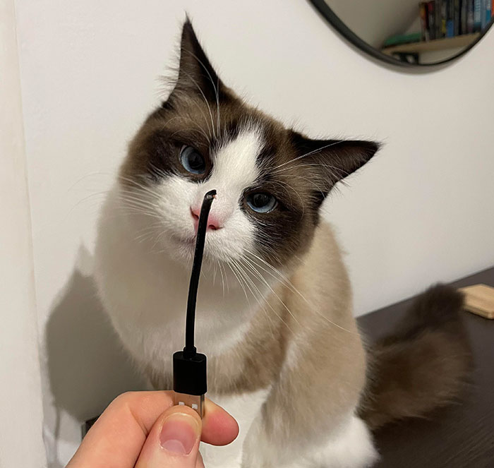 Person showing a cord to a cat 