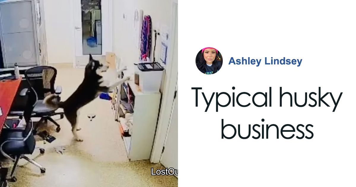 Police Makes “The Cutest Arrest Ever” After Dog Escapes Shelter And