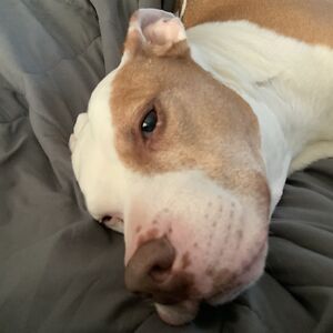 davidvanbrunt avatar