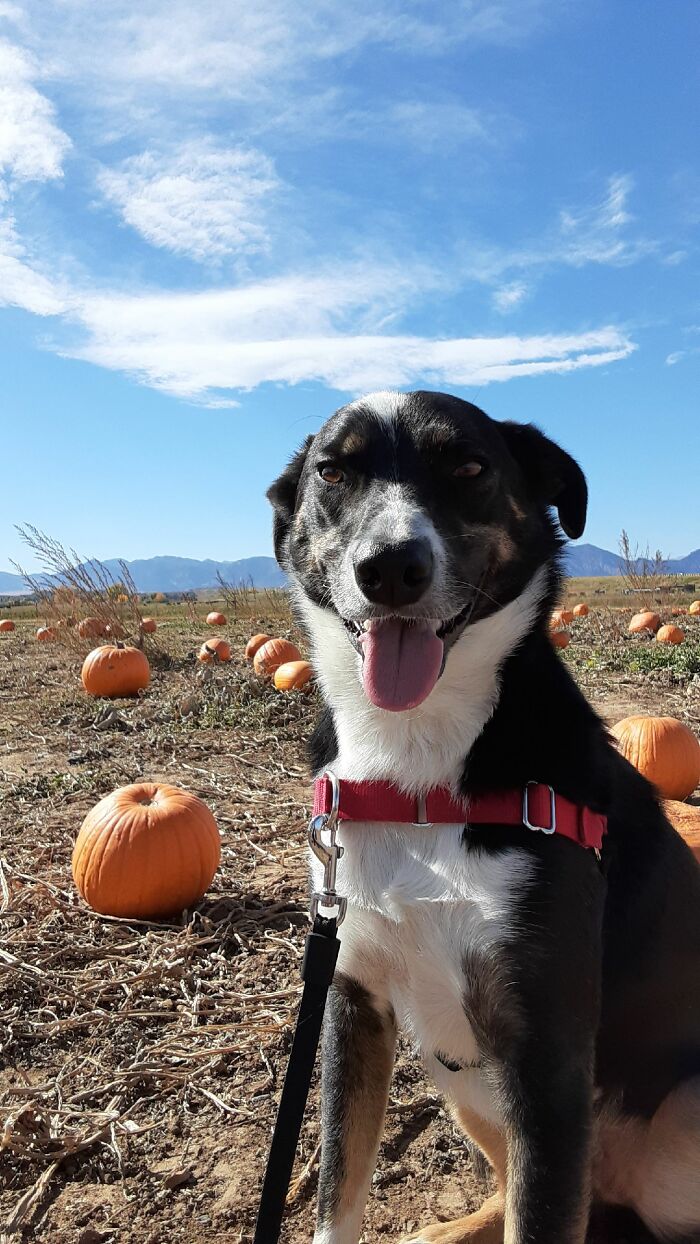 Bear And His Pumpkin Patch Blep