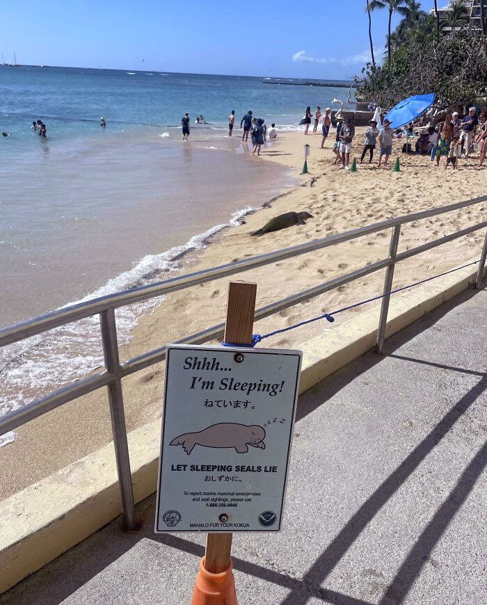 A Resort I’m At Has A Sign To Warn Tourists About Seals Sleeping On The Beach