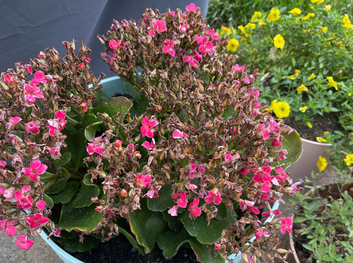Drying Kalanchoe flowers Drying Kalanchoe flowers