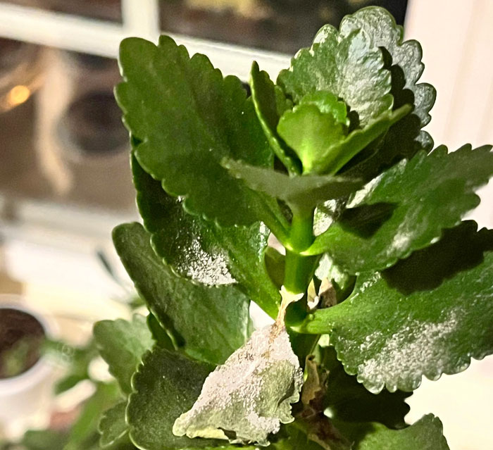 Mildew on kalanchoes
