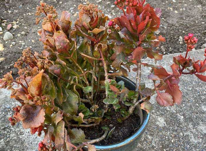 Dying kalanchoe stems and leaves