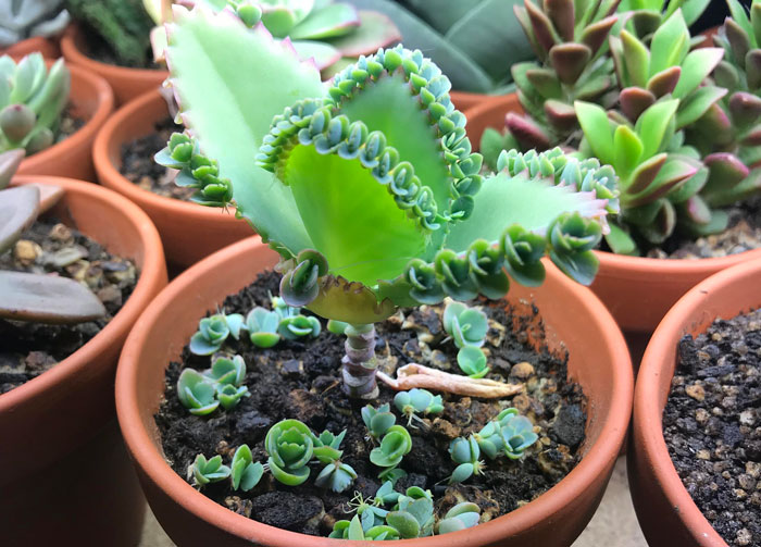 Kalanchoe offsets growing from a pot