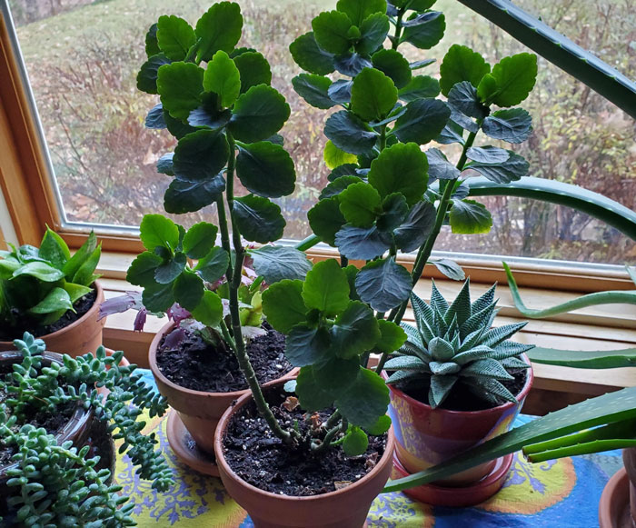 Kalanchoes in pots near a window Kalanchoes in pots near a window