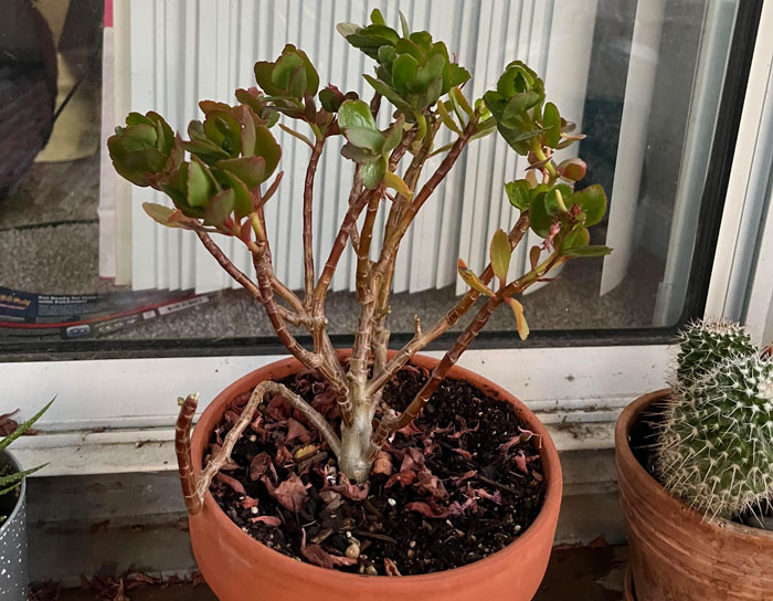 Kalanchoe with drying stems Kalanchoe with drying stems