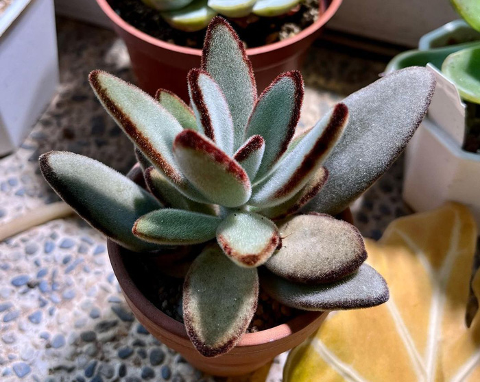 A Kalanchoe tomentosa in a small pot on a table