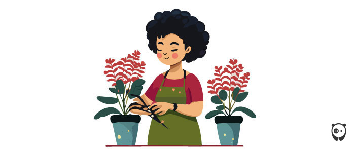 Illustration of a woman pruning a kalanchoe Illustration of a woman pruning a kalanchoe