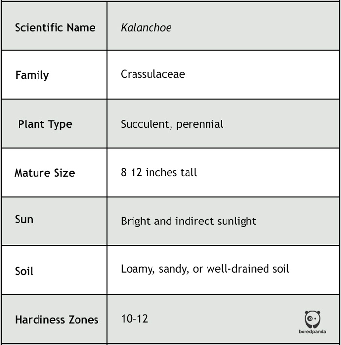 Table about a Kalanchoe plant
