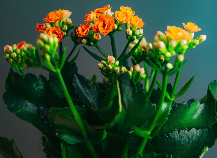 A bunch of Kalanchoe blossfeldiana flowers A bunch of Kalanchoe blossfeldiana flowers