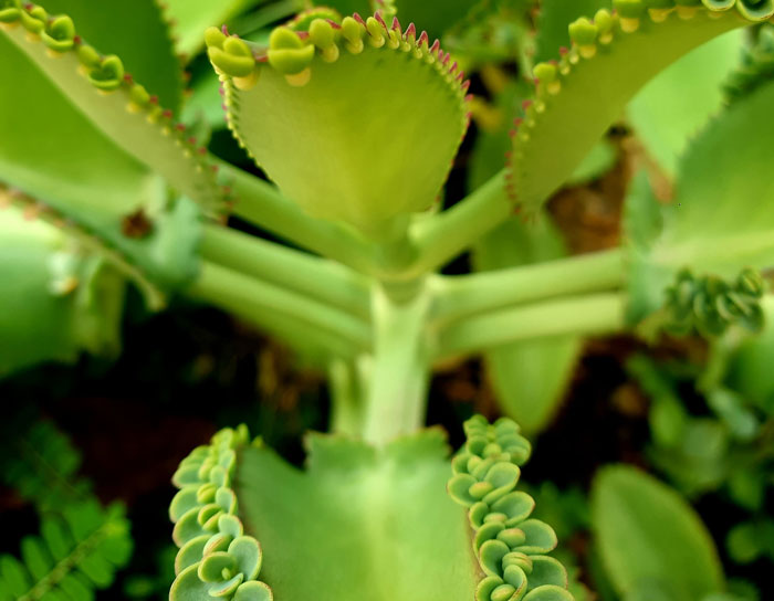 A close-up of Kalanchoe Daigremontiana A close-up of Kalanchoe Daigremontiana
