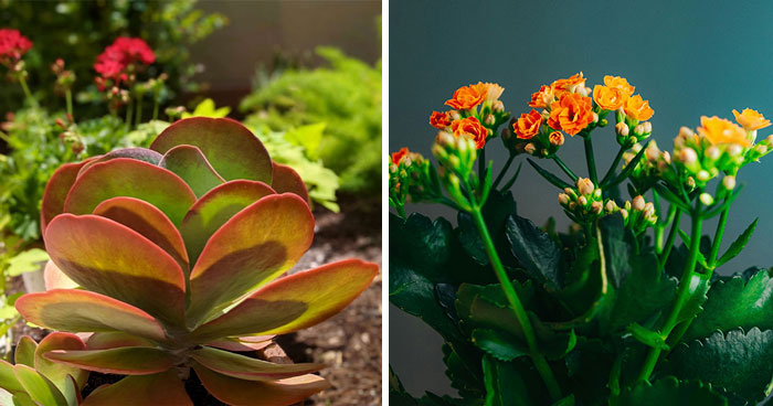 How to Grow and Care for the Beautiful Kalanchoe