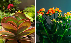 How to Grow and Care for the Beautiful Kalanchoe