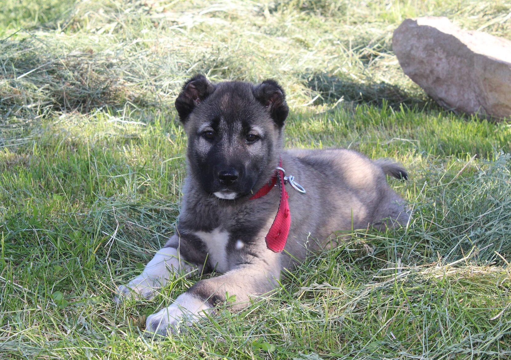Kangal dog puppy with a red collar lying on grass. Kangal dog puppy with a red collar lying on grass.