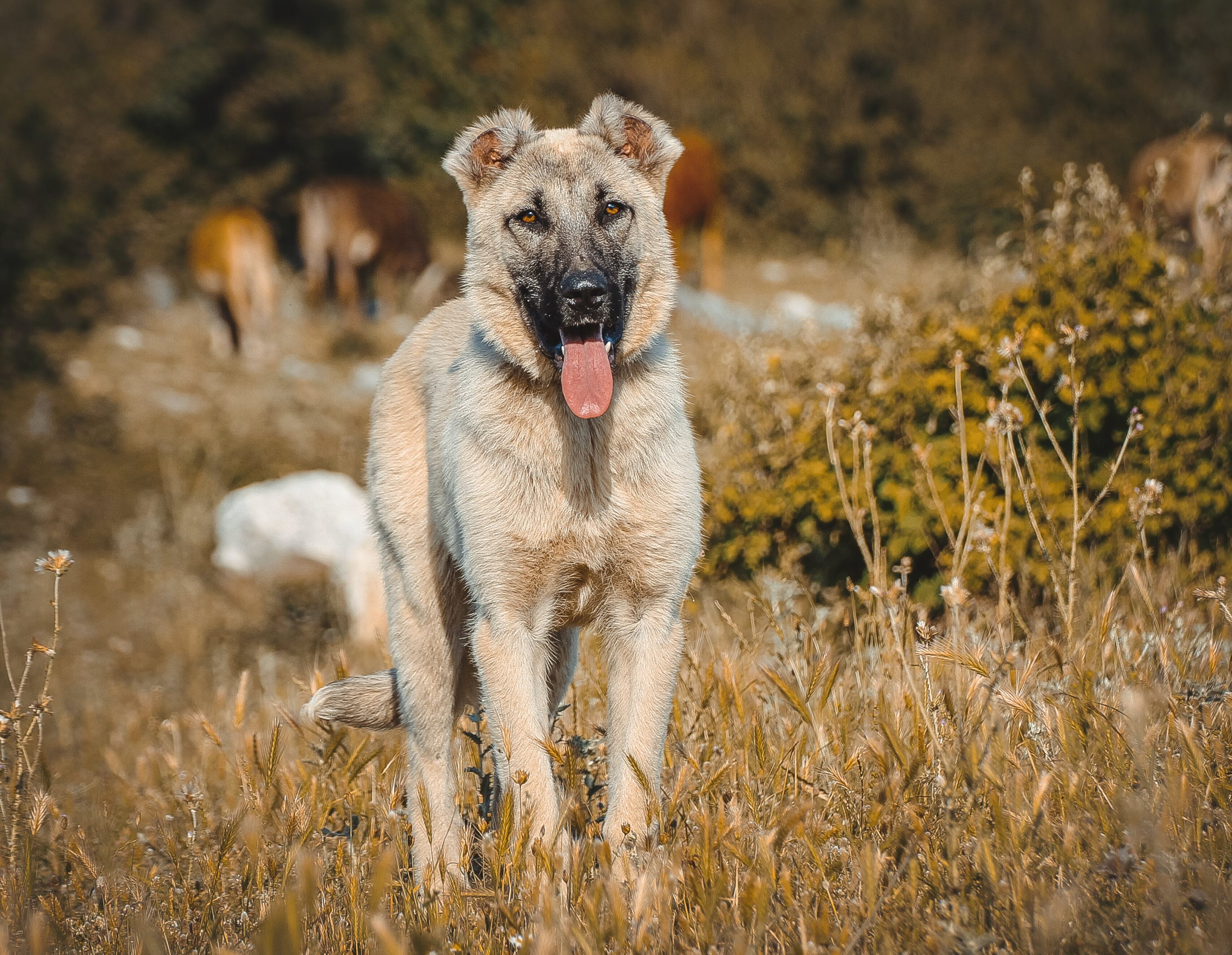 Kangal dog standing in a field, showcasing its strong build and alert expression. Kangal dog standing in a field, showcasing its strong build and alert expression.