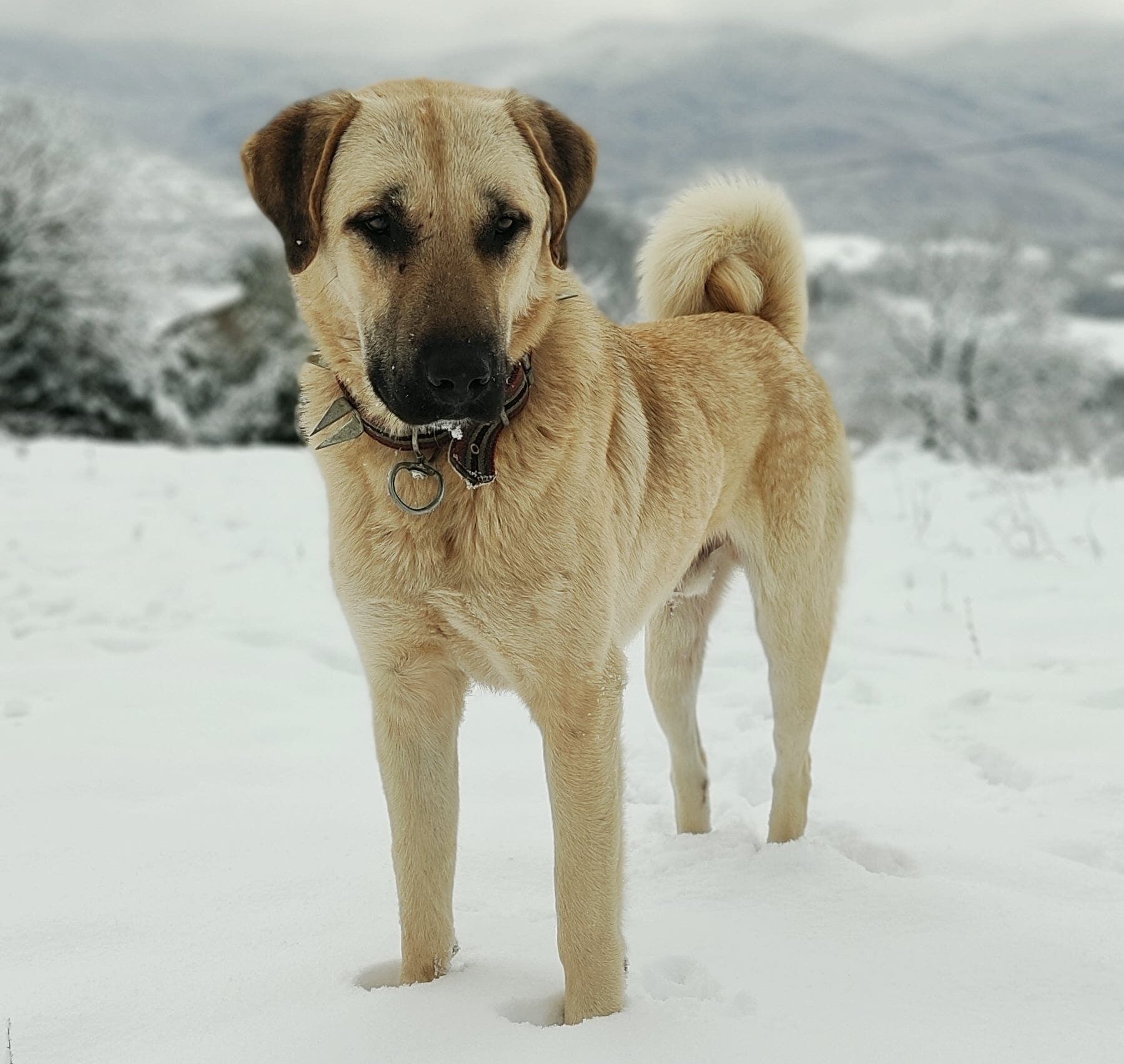 Kangal dog standing in snowy landscape, highlighting the breed's strength and resilience. Kangal dog standing in snowy landscape, highlighting the breed's strength and resilience.