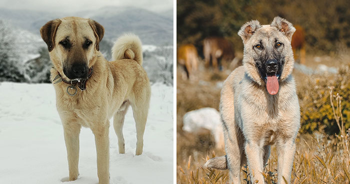 Kangal Dog Breed: All Information Covered