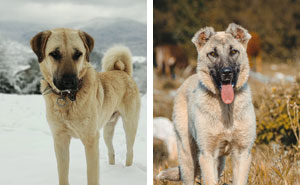 Kangal Dog Breed: All Information Covered