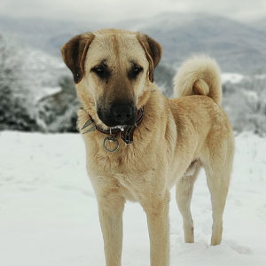 Kangal Dog Breed: All Information Covered