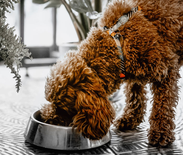 a brown Labradoodle dog eating