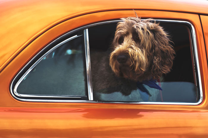Labradoodle dog looking from an orange car