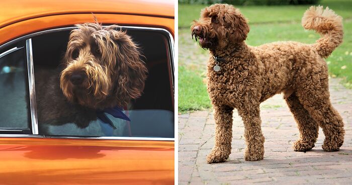 Labradoodle Dog Breed: Everything Covered
