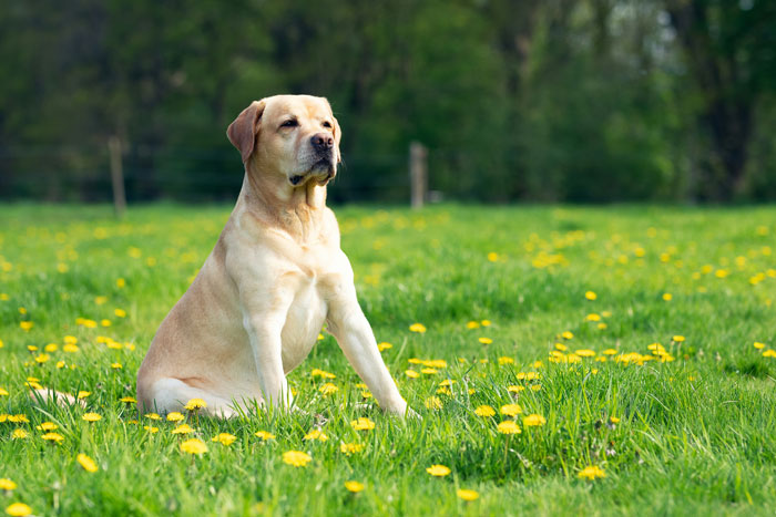 labrador retriever sitting on the grass