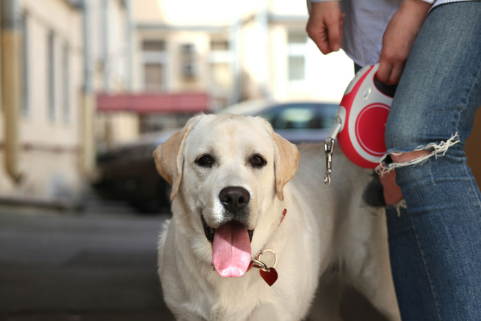 white labrador retriever near the person with the leash