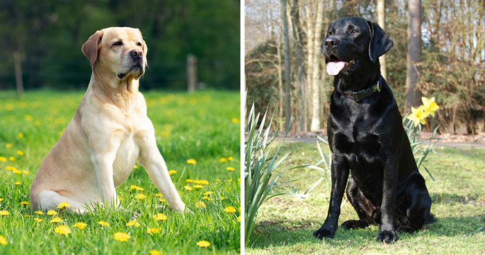 Labrador Retriever Dog Breed: Grooming, Temperament, and More